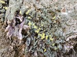 Close Up lichens