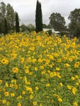 Sunflowers & Pencil Pines.